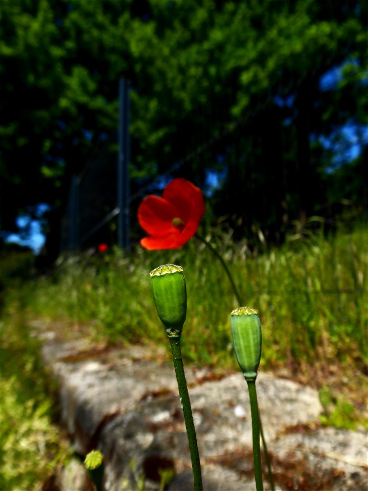Papaver rhoeas L., 1753