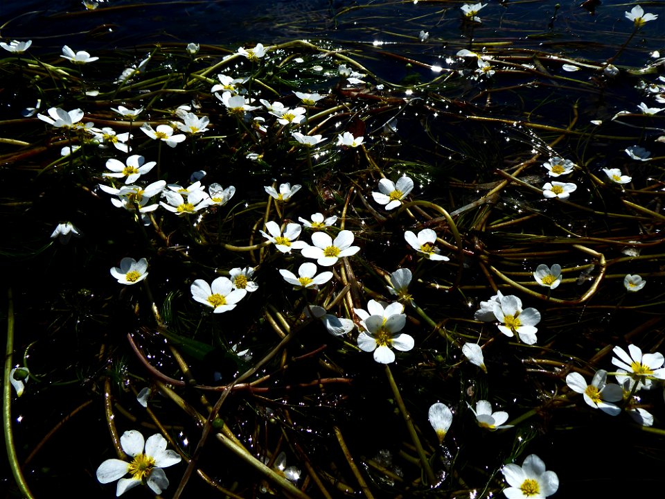 Ranunculus penicillatus (Dumort.) Bab., 1874