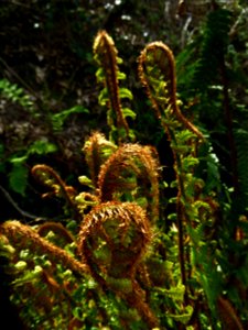 Dryopteris affinis subsp. borreri (Newman) Fraser-Jenk., 1980