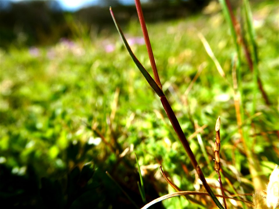 Poa bulbosa L., 1753