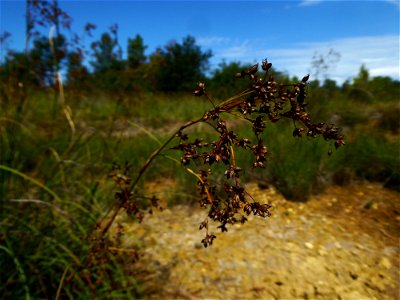 Cladium mariscus (L.) Pohl, 1809