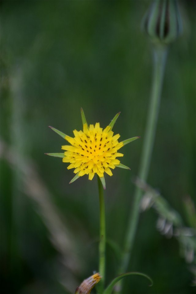 Tragopogon pratensis L., 1753