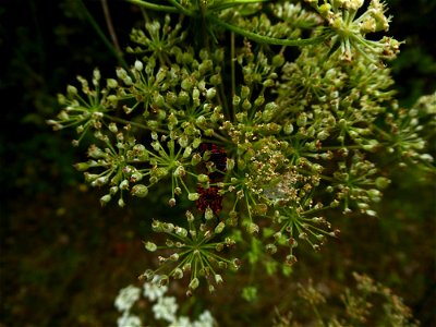 Oreoselinum nigrum Delarbre, 1800