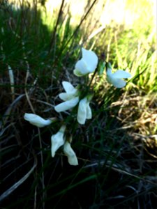 Lathyrus pannonicus (Jacq.) Garcke, 1863