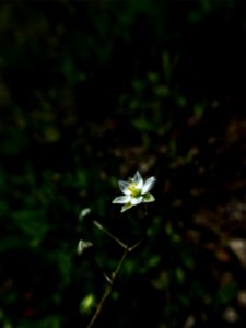 Spergula morisonii Boreau, 1847