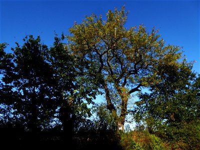 Sorbus domestica L., 1753