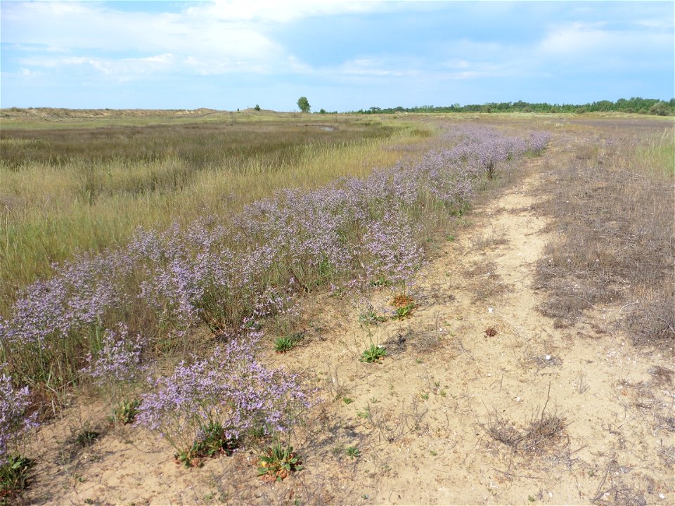Limonium dodartii (Girard) Kuntze, 1891