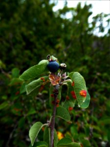 Amelanchier ovalis Medik., 1793