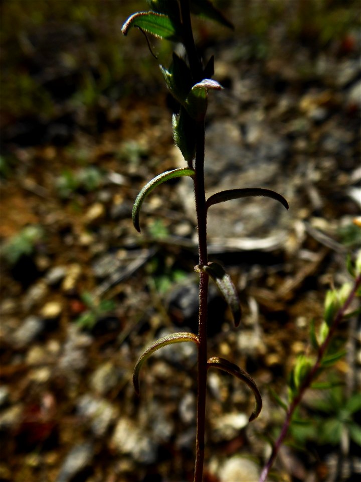 Odontites jaubertianus var. chrysanthus (Boreau) Bolliger