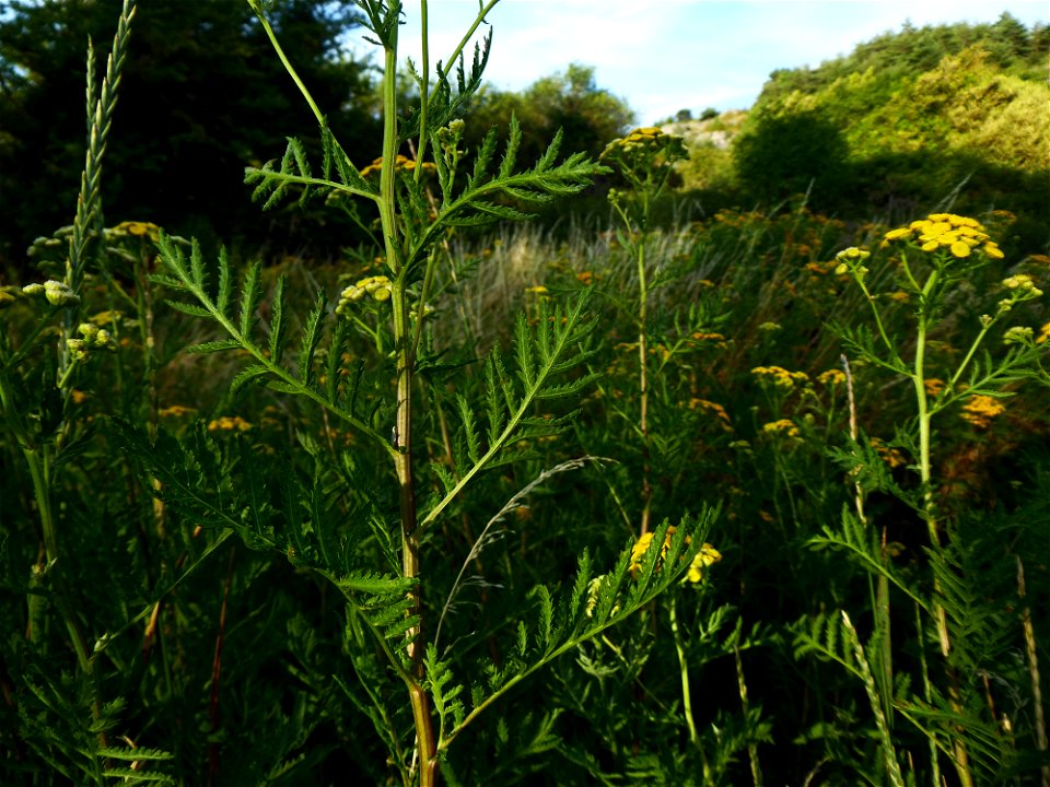 Tanacetum vulgare L., 1753