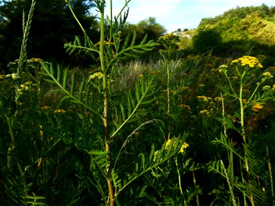 Tanacetum vulgare L., 1753