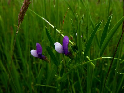 Vicia bithynica (L.) L., 1759