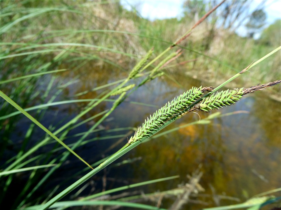 Carex elata All., 1785