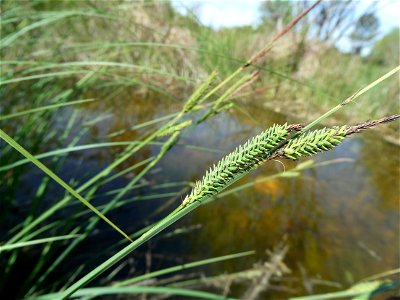 Carex elata All., 1785
