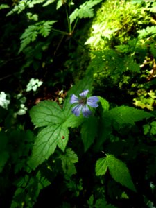 Geranium nodosum L., 1753