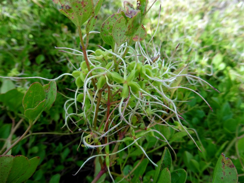 Clematis flammula L., 1753