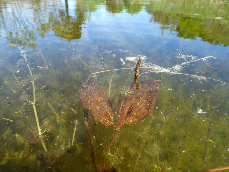 Potamogeton coloratus Hornem., 1813