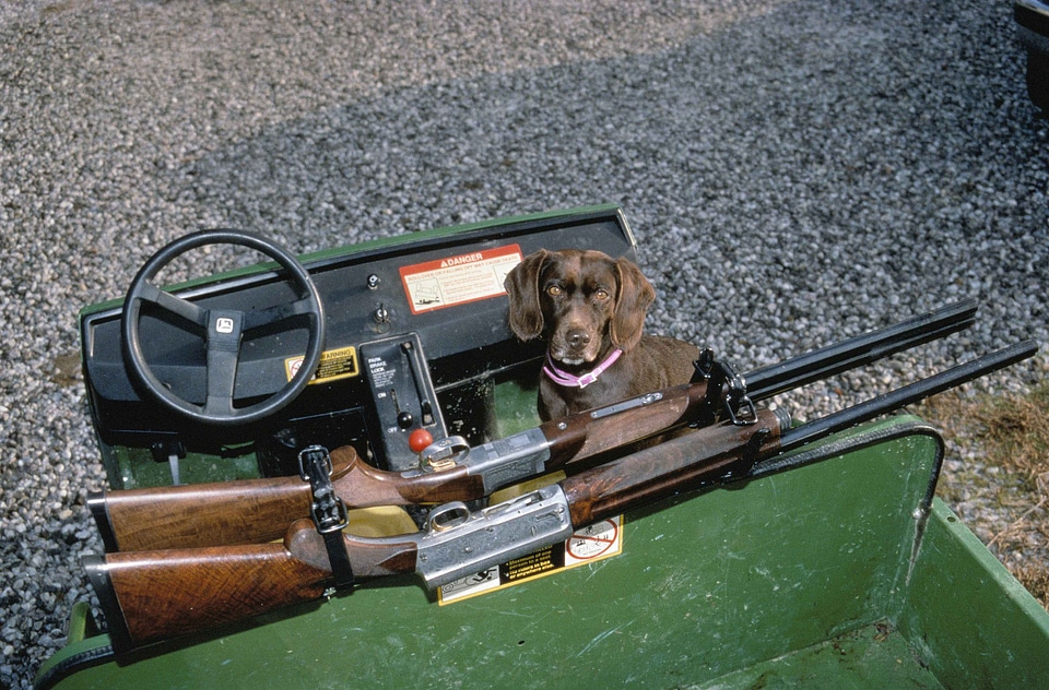 Cane hunt hunting dog