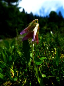 Trifolium alpinum L., 1753
