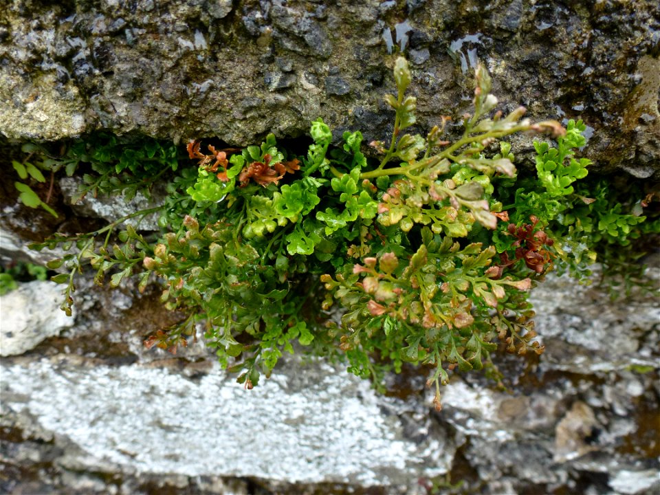 Asplenium ruta-muraria L., 1753