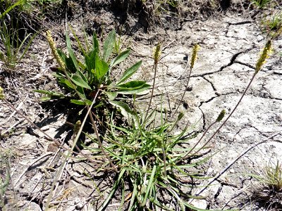 Plantago capitellata Ramond ex DC., 1805