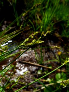 Carex canescens L., 1753