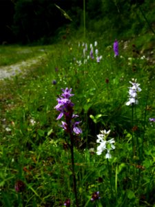 Dactylorhiza maculata (L.) Soó, 1962