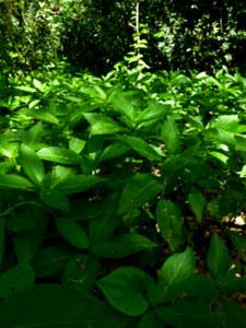 Mercurialis perennis L., 1753 photo