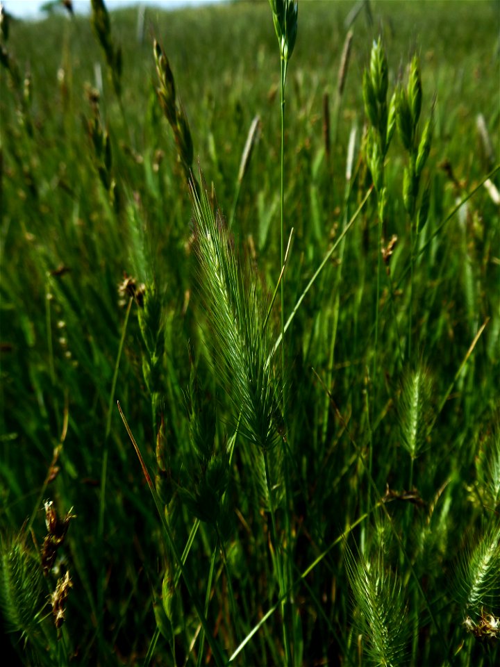 Hordeum geniculatum All., 1785
