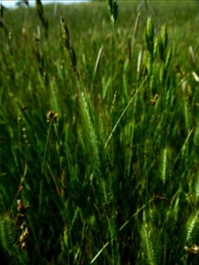 Hordeum geniculatum All., 1785