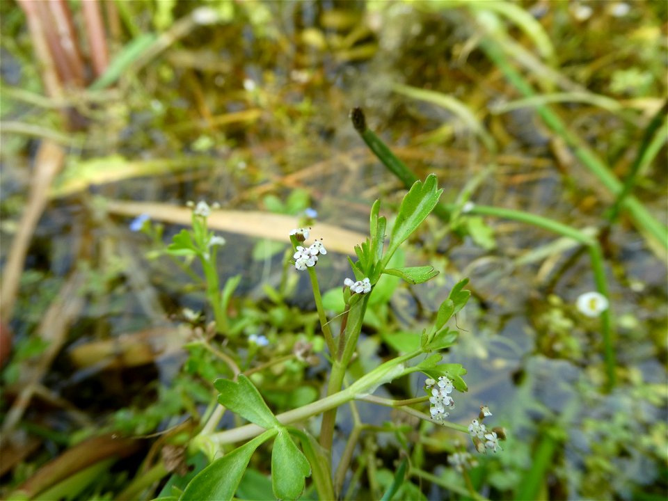 Helosciadium inundatum (L.) W.D.J.Koch, 1824