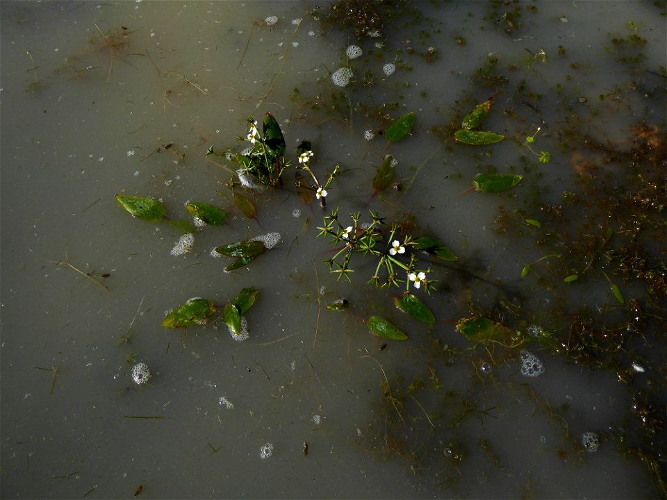 Damasonium alisma Mill., 1768