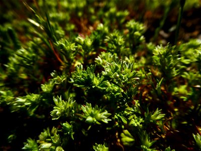 Scleranthus annuus L., 1753