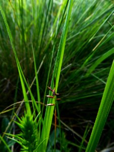 Carex pulicaris L., 1753