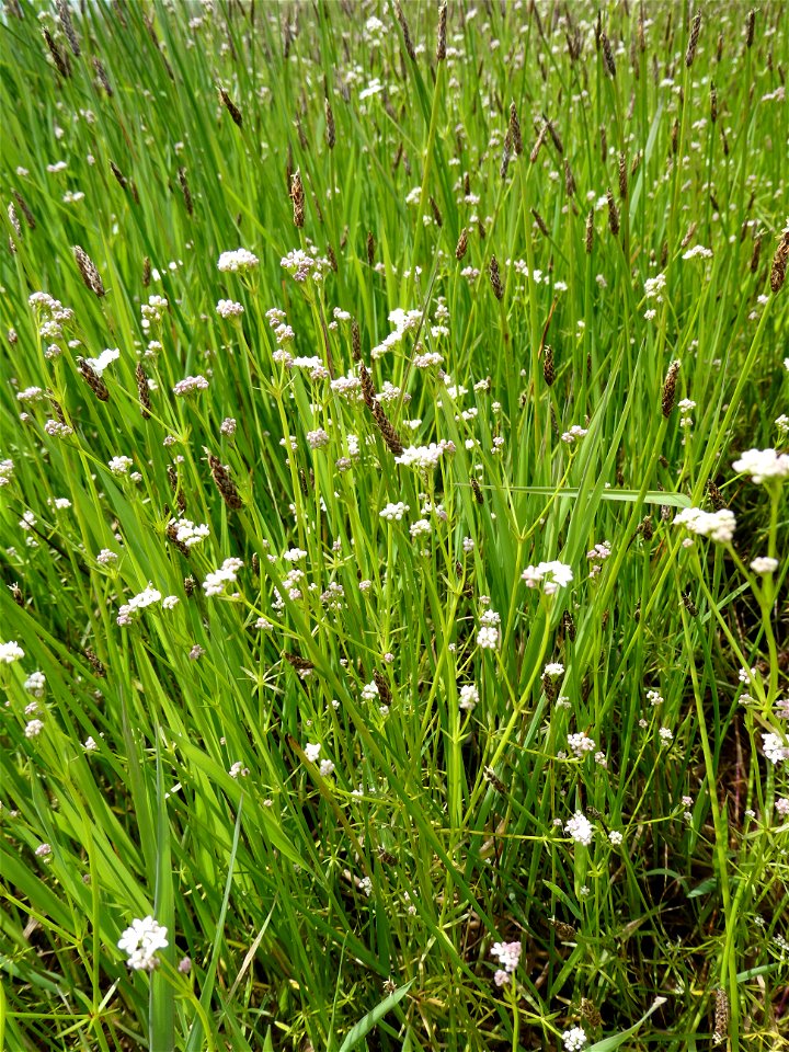 Galium debile Desv., 1818