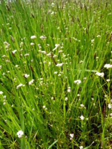Galium debile Desv., 1818