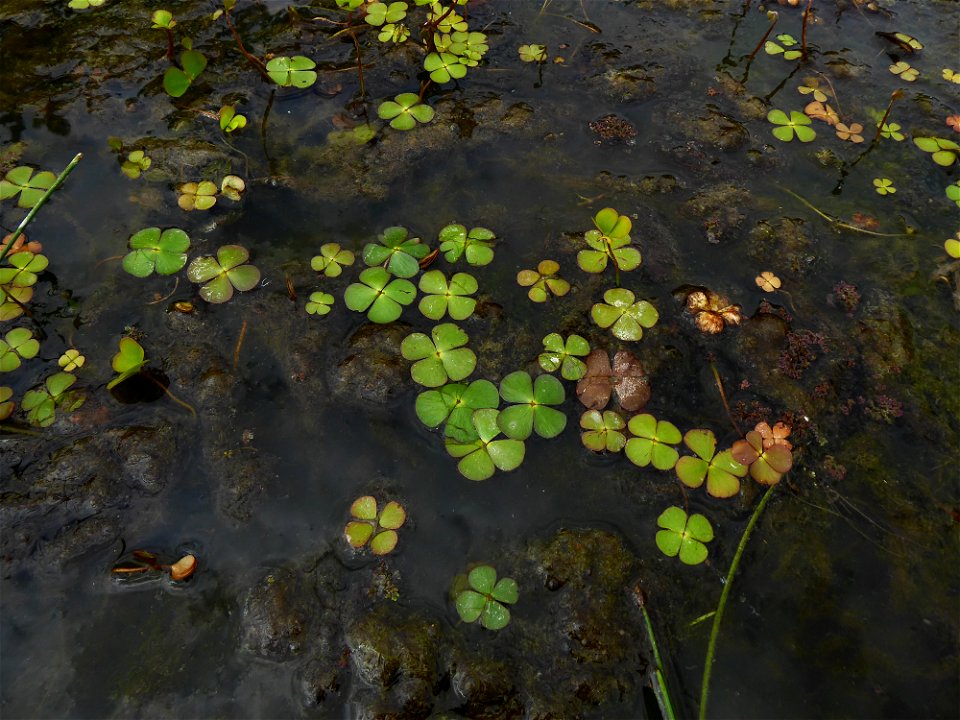 Marsilea quadrifolia L., 1753