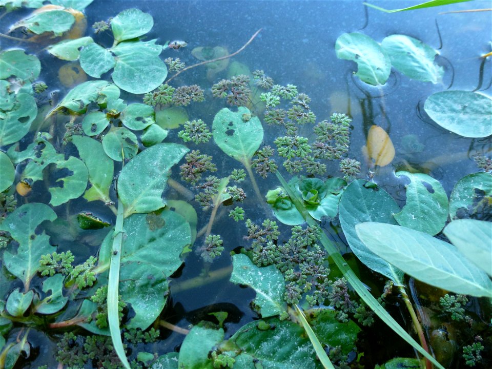 Ludwigia peploides (Kunth) P.H.Raven, 1964