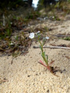 Omphalodes littoralis Lehm., 1818