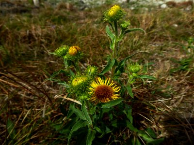 Inula britannica L., 1753