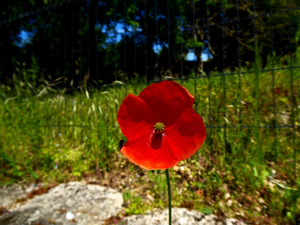 Papaver rhoeas L., 1753