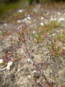Hornungia procumbens (L.) Hayek, 1925