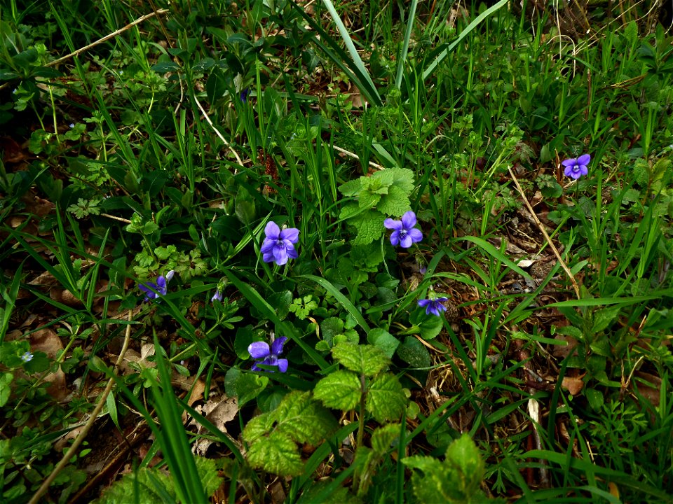 Viola riviniana Rchb., 1823