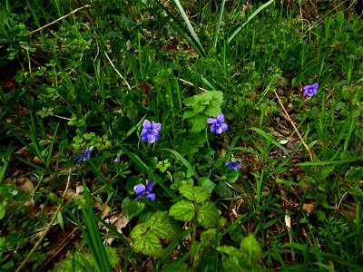 Viola riviniana Rchb., 1823