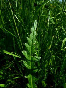 Cirsium dissectum (L.) Hill, 1768