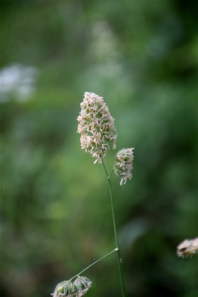 Dactylis glomerata L., 1753