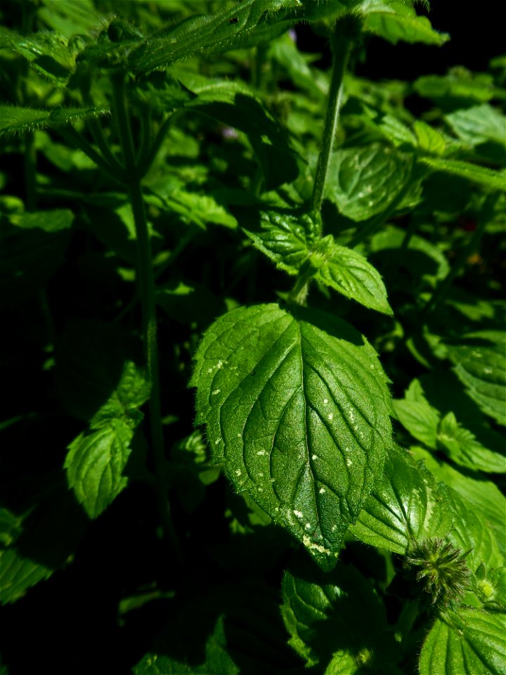 Mentha aquatica L., 1753