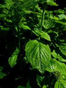 Mentha aquatica L., 1753