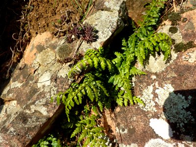 Asplenium obovatum subsp. billotii (F.W.Schultz) O.Bolòs, Vigo, Massales & Ninot, 1990