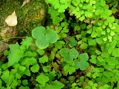 Anemone hepatica L., 1753